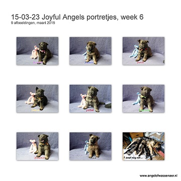 Portretjes van week 6 alweer, onze Oudduitse herder pups zijn nu 5 weken oud